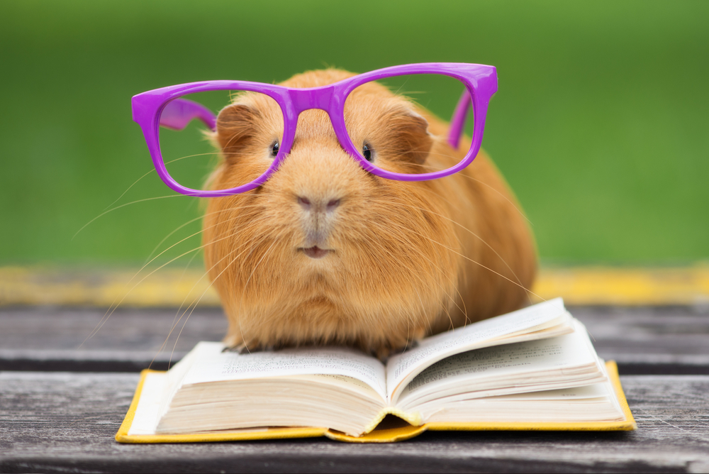 guinea pig reading